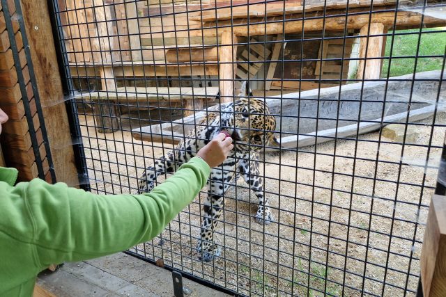 Zoo Zlín,  Jaguar Trek,  samice Yuna | foto: Roman Verner,  Český rozhlas
