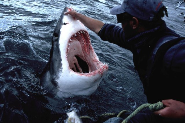 Andre Hartman se dotýká velkého bílého žraloka | foto: Profimedia