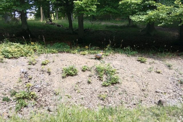 Agresivní bažant,  který napadl houbaře | foto: Český rozhlas Zlín,  houbařka Bronislava