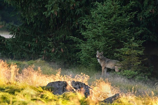 Vlk obecný se vyskytuje v Beskydech i na Šumavě | foto: Správa NP Šumava,  Marek Drha