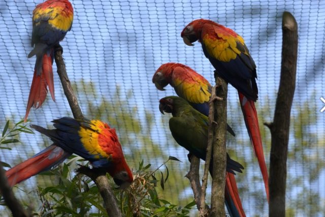 Zoologická zahrada ve Zlíně má novou ptačí voliéru | foto:  ZOO Lešná