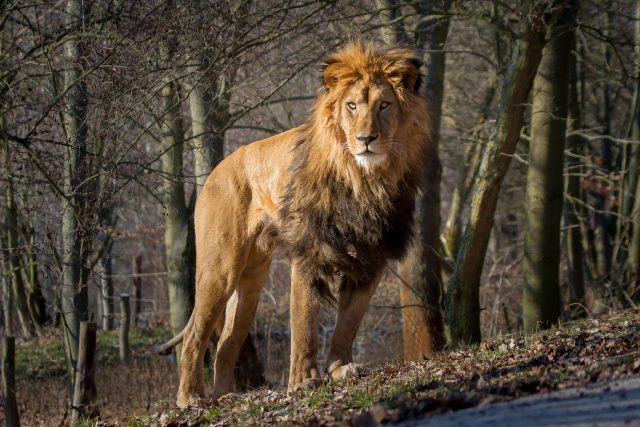  Lev berberský v Safari Parku Dvůr Králové | foto: Simona Jiřičková
