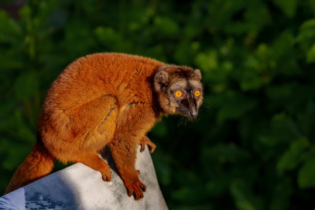 Lemur na ostrově Mayotte | foto: Expedice Z101  (bodhi.style s.r.o.)
