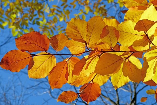 Podzim  (ilustrační foto) | foto: pixabay.com