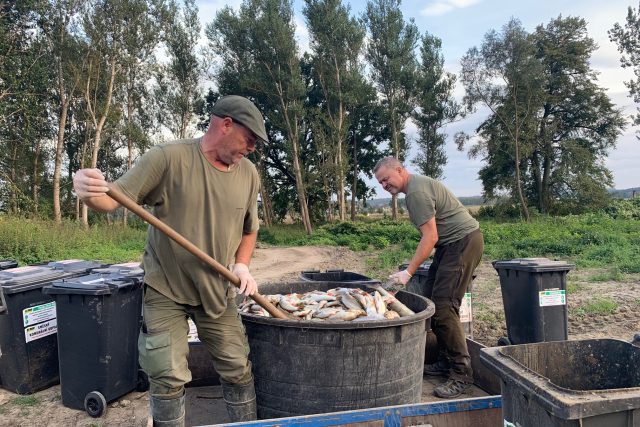 Odklízení uhynulých ryb z Bečvy | foto: Lenka Kratochvílová,  Český rozhlas