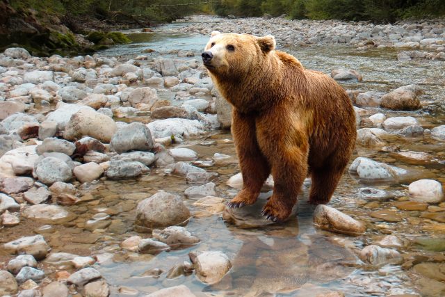 Medvěd je impozantní zvíře | foto: Fotobanka Pixabay