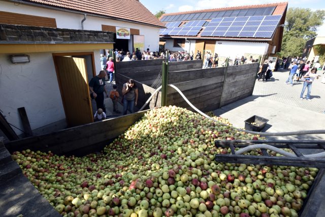 Jablečná slavnost v Hostětíně | foto: Dalibor Glück,  ČTK