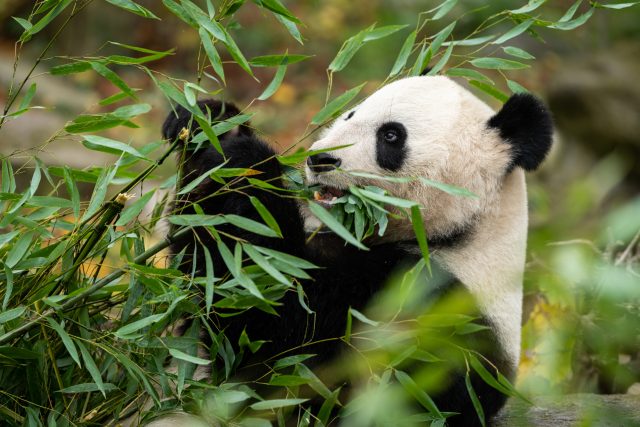 Bambus je také oblíbenou pochoutkou pandy velké | foto: Shutterstock
