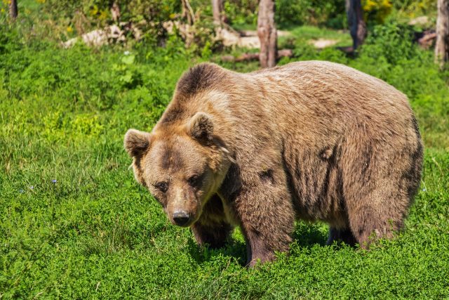 Medvěd je impozantní zvíře | foto: Fotobanka Pixabay