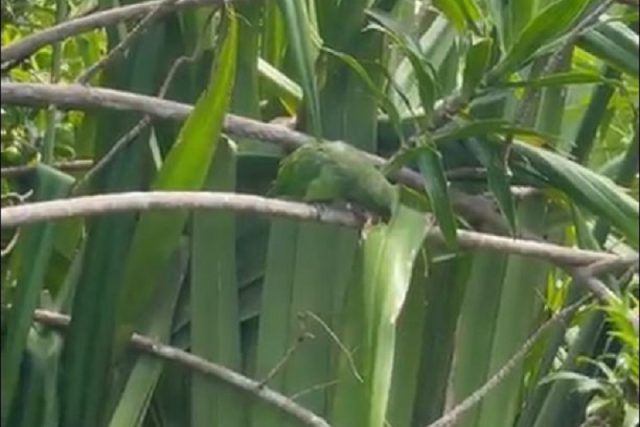 Mauricius - kriticky ohrožený vzácný zelený papoušek | foto: Expedice Z101  (bodhi.style s.r.o.)