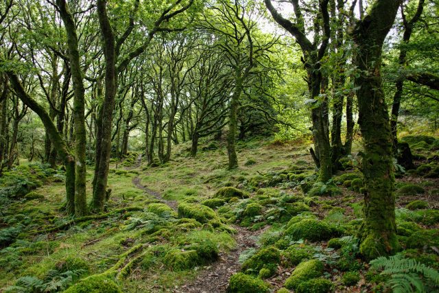 Pro obnovu deštného lesa má vhodné klima polovina Walesu | foto: Unsplash,  Licence Unsplash