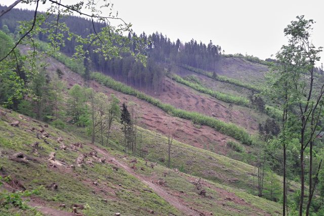 Vykácený les na svahu Ondřejníku v Beskydech | foto: František Tichý,  Český rozhlas