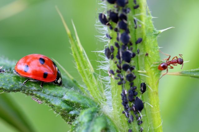 Přirozeným predátorem je slunéčko sedmitečné | foto: Fotobanka Pixabay