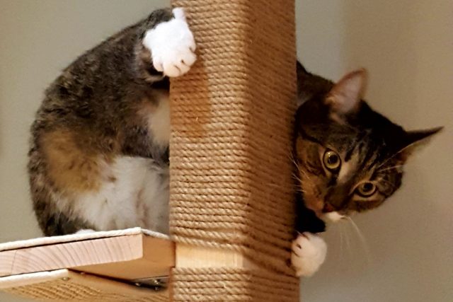 Kočka,  žijící v bytě,  by měla mít dostatek možností,  jak se zabavit | foto: Jolana Nováková,  Český rozhlas