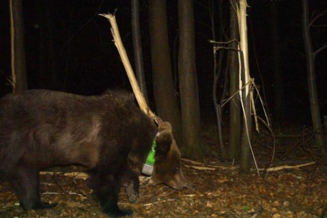 Medvědice s GPS obojkem zachycená fotopastí | foto: Mendelova univerzita