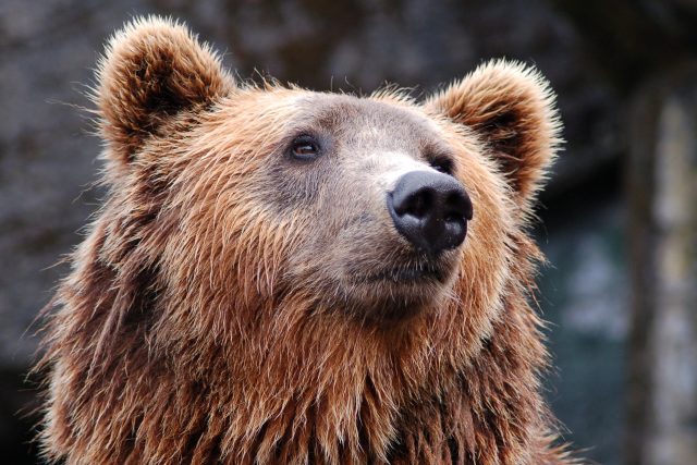 Pokud vás medvěd včas slyší a dovtípí se,  že jde o člověka,  sám se klidí z cesty | foto: Pexels,  Pixabay,  CC0 1.0