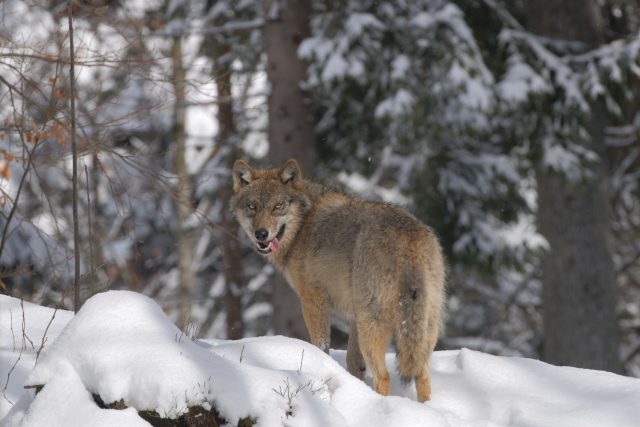 Vlk obecný | foto: Profimedia