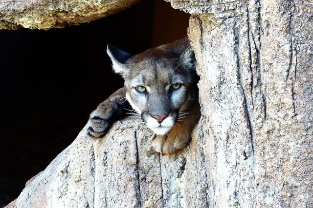 Puma  (ilustrační foto) | foto: Rene Rauschenberger,  Fotobanka Pixabay CC0 Creative Commons